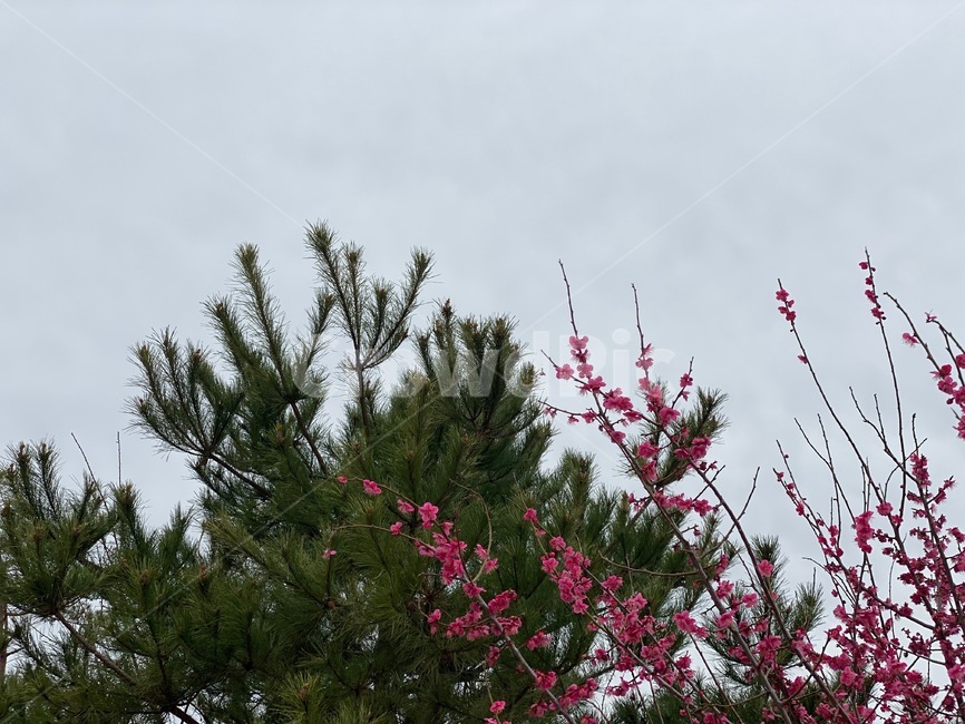 매화,홍매화,봄꽃,plant,붉은꽃,봄마실,tree,나무,식물,솔나무