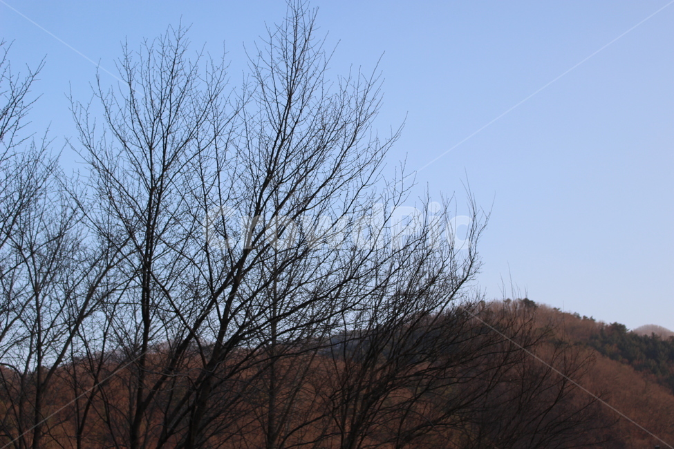 풍경,나무,하늘,산,자연,자연,풍경,nature,landscape,tree,plant,식물