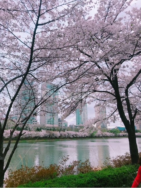 벚꽃,석촌호수,봄,호수,산책,봄,계절,spring,season,도시,풍경,city,landscape,한국도시풍경,한국도시경관,korea cityscape,plant,식물,flower,꽃,blossom