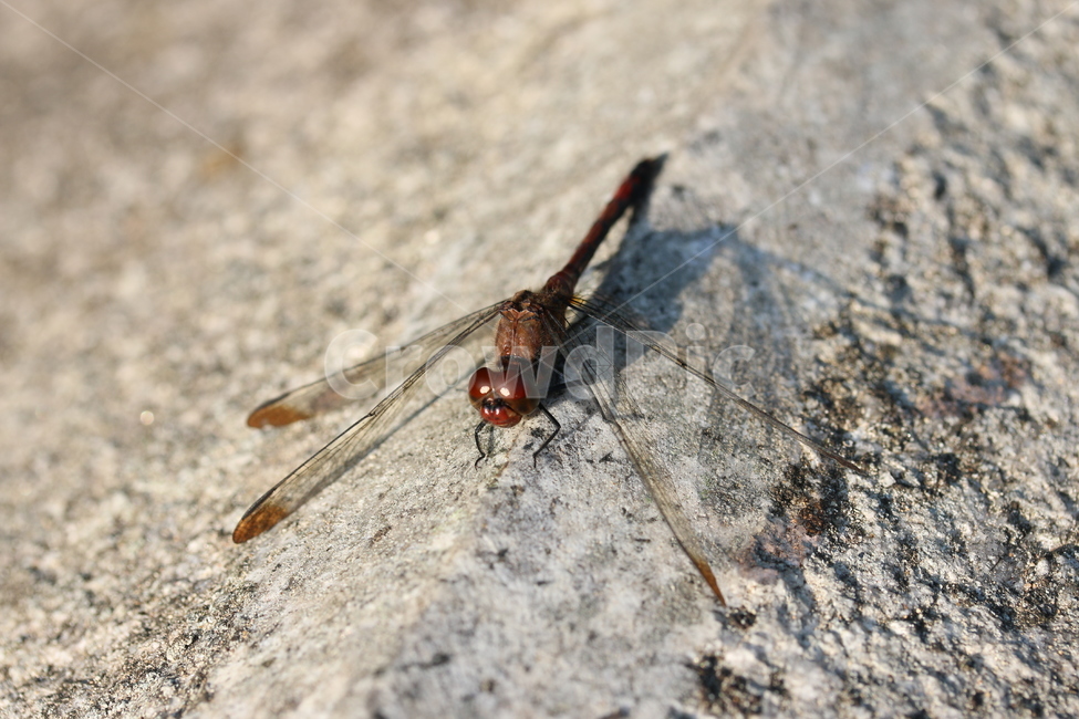 잠자리,접사,곤충,잠자리접사,잠자리확대,곤충확대,클로즈업,dragonfly,곤충접사,잠자리눈,잠자리날개,곤충날개,곤충눈,곤충,벌레,insect,bug