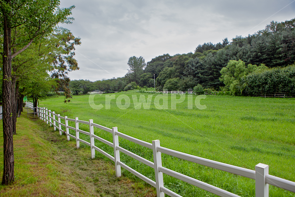 grass,plant,lawn,풍경,배경,백그라운드,목장,녹색,녹음,원당종마목장,울타리,목책,잔디,풀,식물,흐린,기상,기후,종마목장,잔디밭,풀밭,초원,날씨,나무,가로수,산,숲,산책로,농장,팜