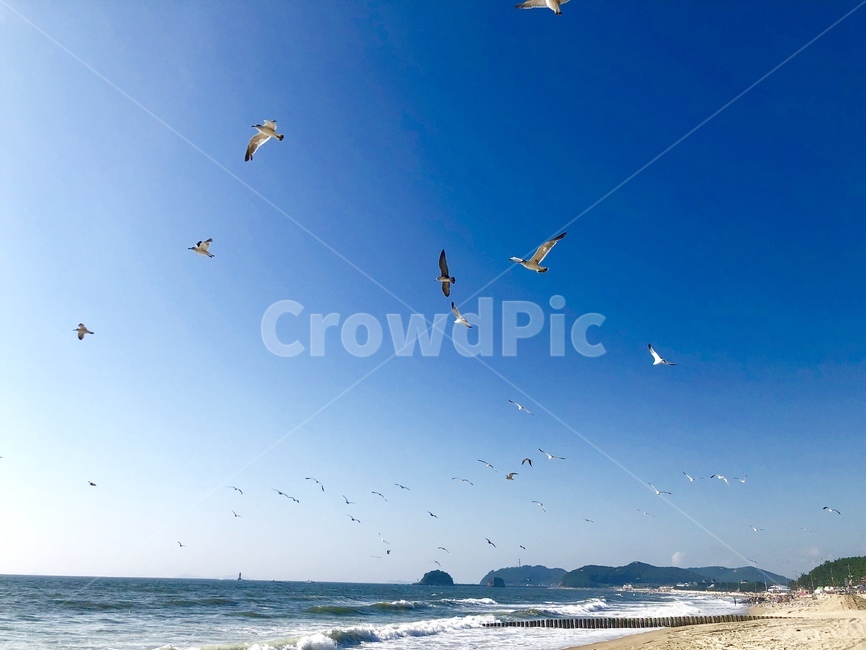 water,물,해수욕장,바다,모래,파도,바닷물,갈매기,하늘,gliding,활공,animal,동물,bird,새