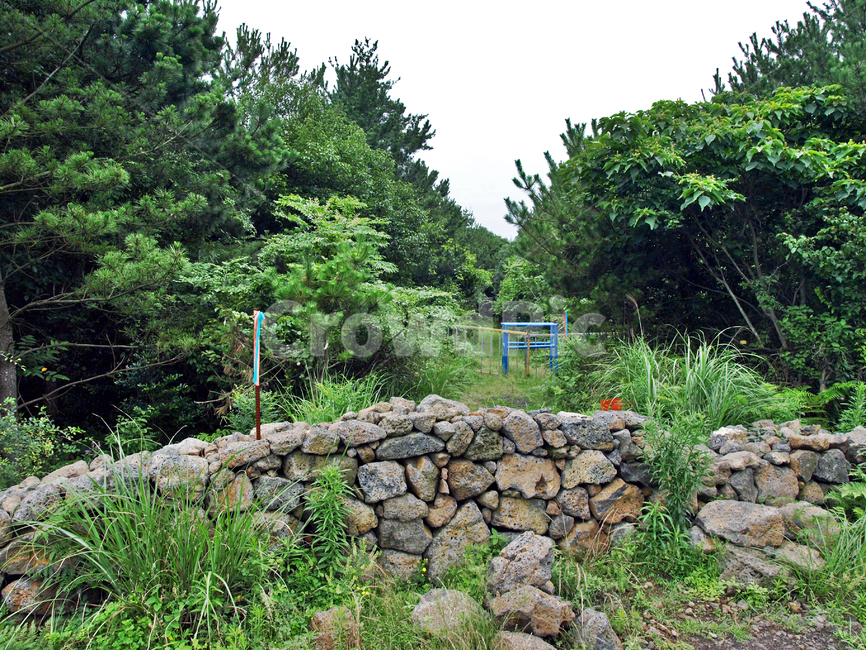 김녕농로,돌담,제주,올레19코스,올레길,숲,자연,자연,풍경,nature,landscape,wall,벽,tree,나무,plant,식물,rubble,파편