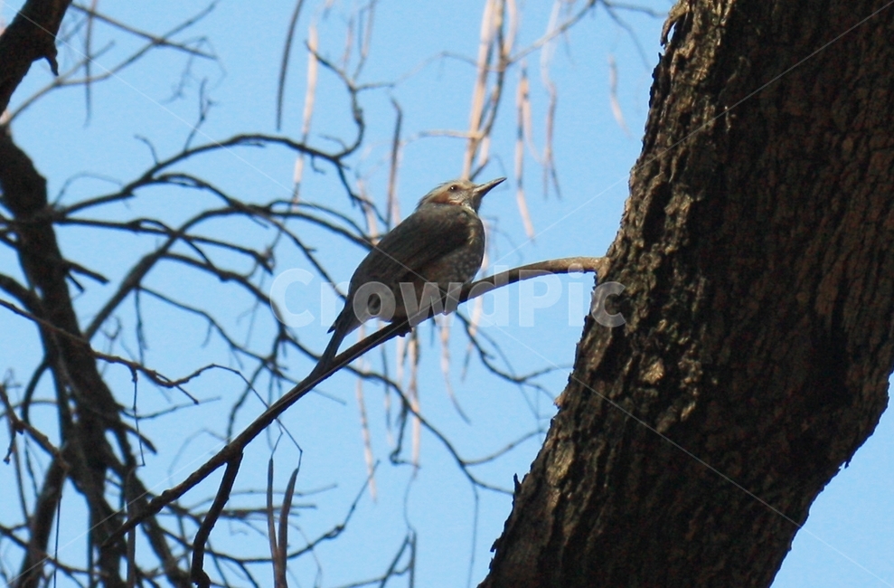 animal,동물,bird,새,tree,나무,plant,식물