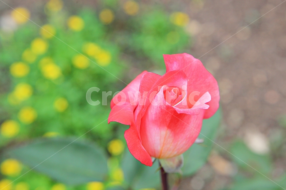 장미,장미꽃,장미원,꽃,봄꽃