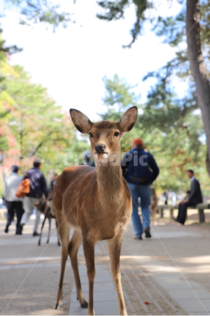 사슴,동물,deer,animal,動物,동물,animal,포유류,mammal,사람들,대중,군중,other people,crowd