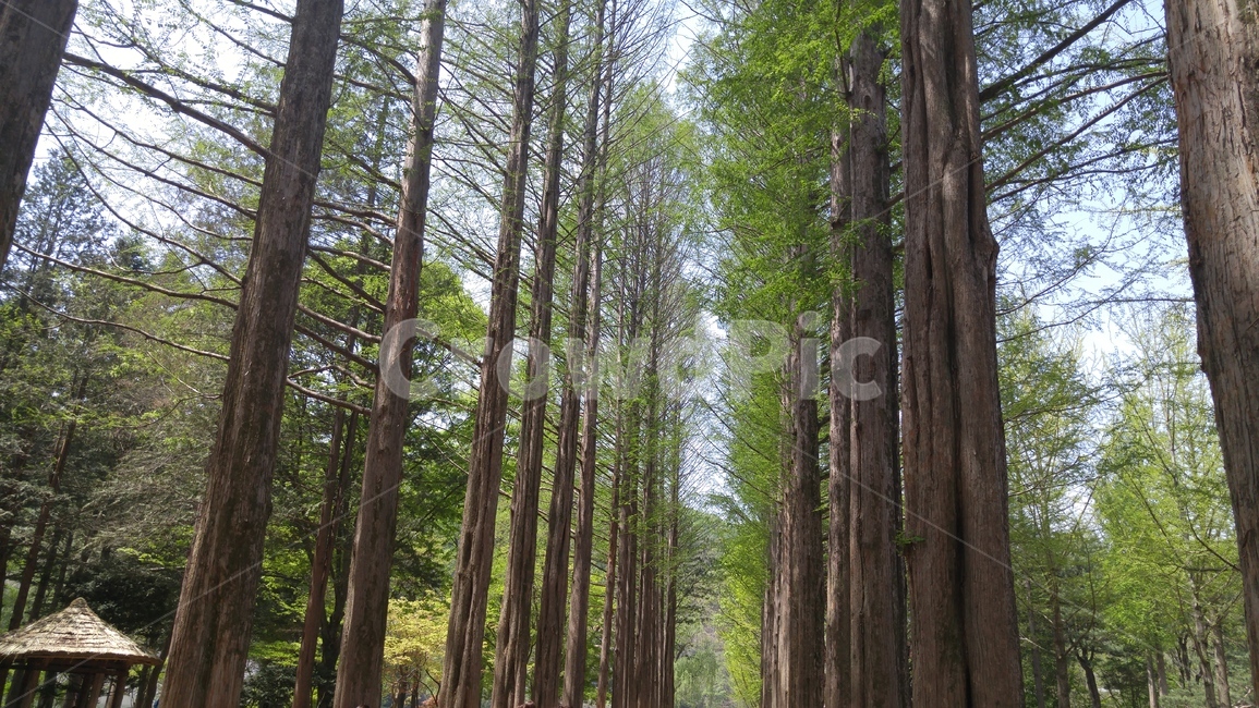 남이섬,나무,숲,초록,봄