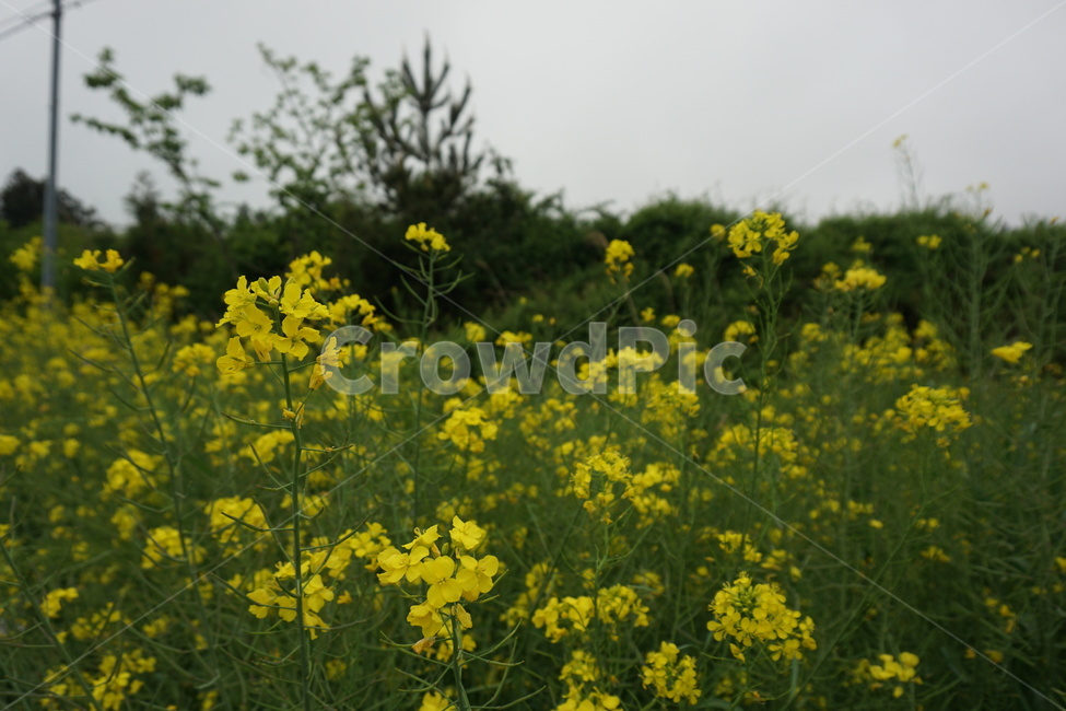 유채꽃,꽃,노란색,flower,꽃밭,식물,자연,nature,yellow,green,향기,풍경,배경,outdoors,식물,자연,plants,nature,꽃,flower