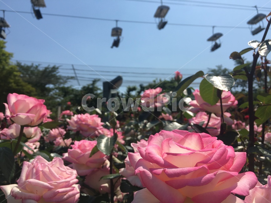 꽃,장미,데이트,봄,자연,flower,rose,spring,date,nature,풍경,리프트,축제,식물,자연,plants,nature,꽃,flower