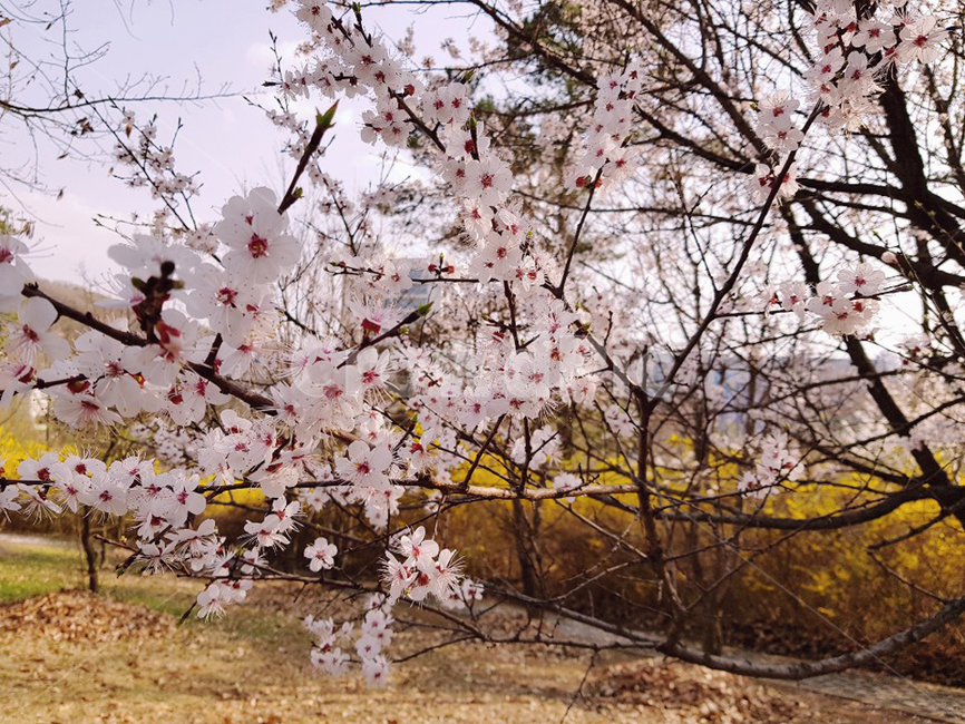 벚꽃,공원,나무,봄,산책,꽃,산책로,자연,벚꽃나무,한국,풍경