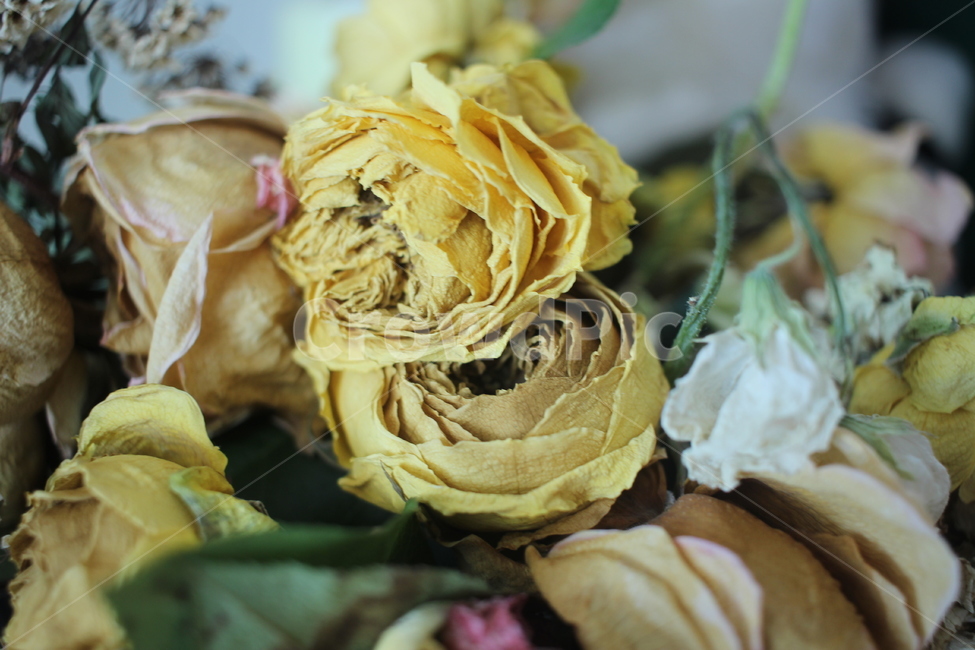 plant,식물,꽃,드라이플라워,장미,rose,flower,꽃다발,노란장미,yellowrose