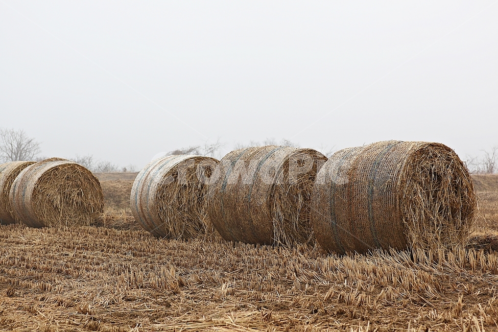 짚,사료,논,볏짚,짚둥치,식물,자연,풍경,겨울,농업,산업,industry,industrial,농업,농사,agriculture,farming,farming industry