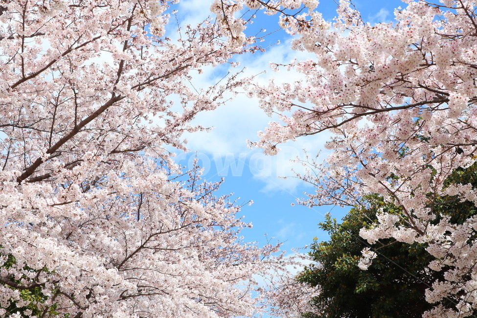 제주벚꽃,왕벚꽃,벚꽃,봄꽃,cherryblossom,제주왕벚나무,벚꽃나무,제주도꽃,봄,꽃,flower,봄,계절,spring,season,자연,풍경,nature,landscape,plant,식물,cherry blossom,blossom