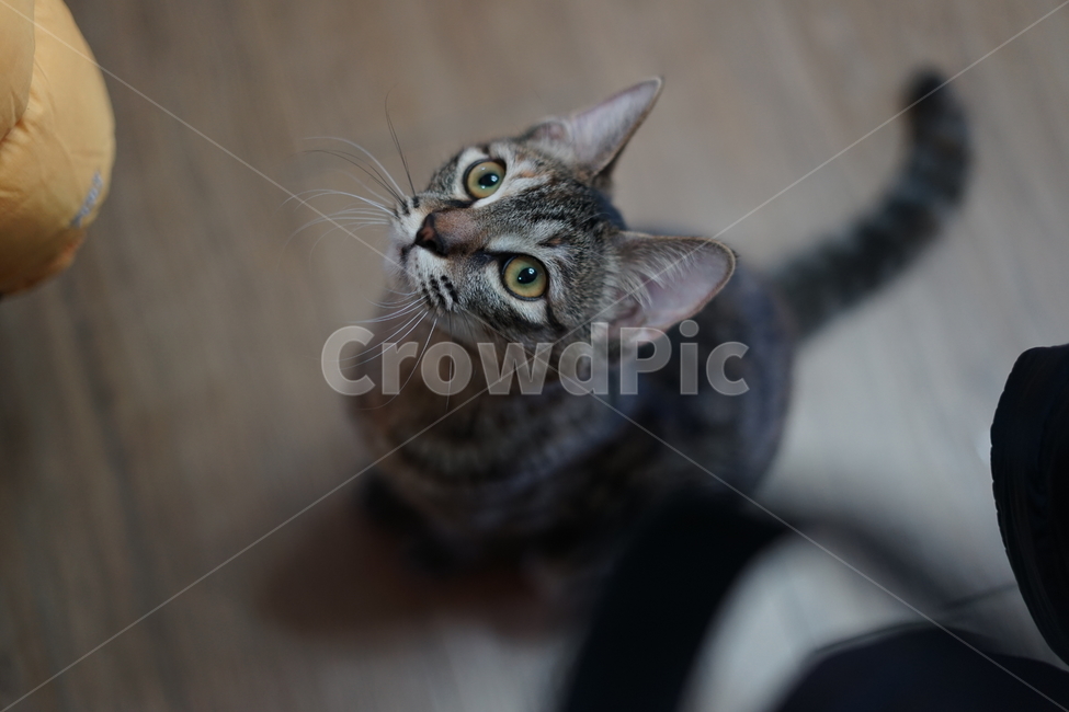 고양이,반려동물,동물,cat,pet,love,가족,family,동물,animal,포유류,mammal,고양이,cat,kitten,kitty