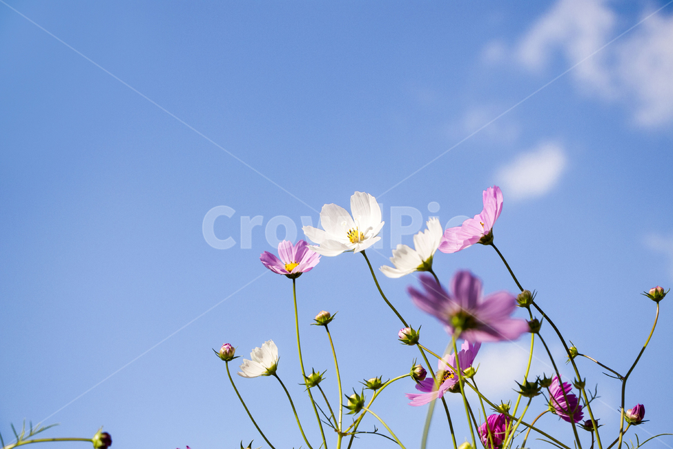 코스모스,꽃,하늘,식물,구름,줄기,가을,가을,계절,fall,autumn,season,식물,자연,plants,nature,꽃,flower,plant,spring,봄