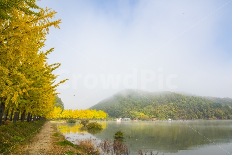 문광저수지,은행나무,저수지,물안개,연무,반영,자연,natural,ginkgo,tree,ginkgotree,reservoir,가을,계절,fall,autumn,season,자연,풍경,nature,landscape,한국자연풍경,한국자연경관,korea nature landscape,outdoors,옥외,water,물
