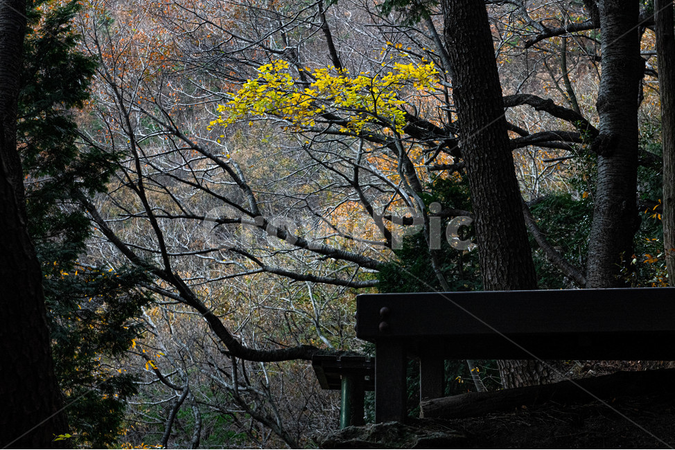나무,tree,자연,nature,식물