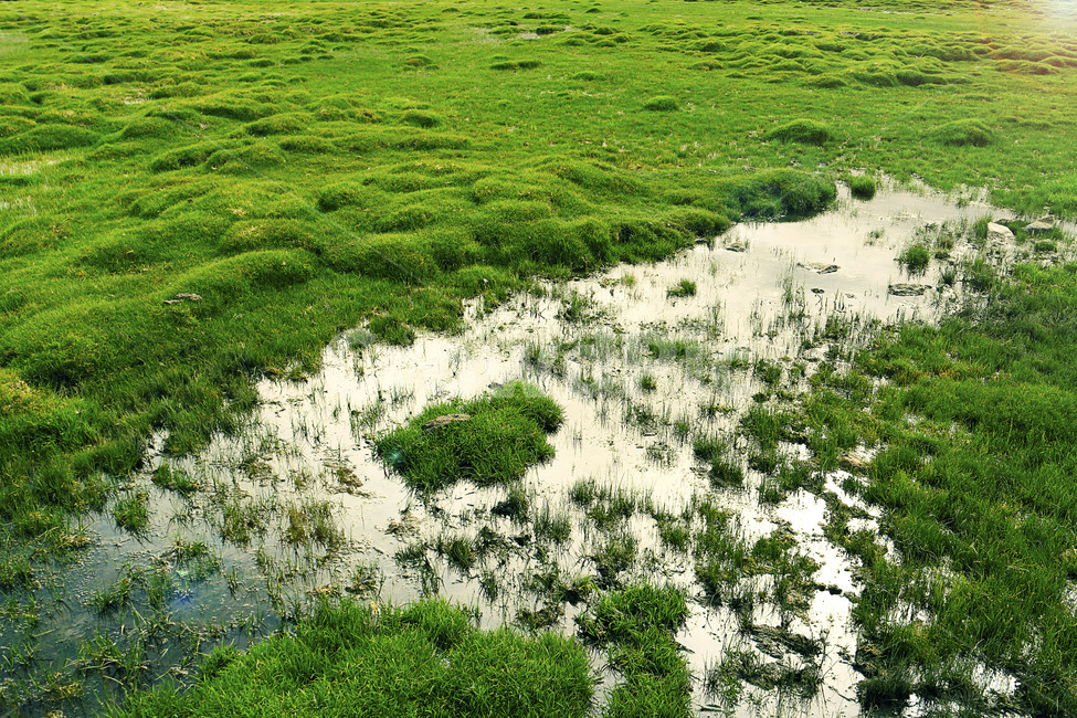 초원,자연,풍경,늪지,초록,초목,웅덩이,잔디,풀밭,배경화면,nature,outdoors,land,grass,puddle,pond,plants,meadow,landscape,swamp,background,자연,풍경,nature,landscape,옥외,땅