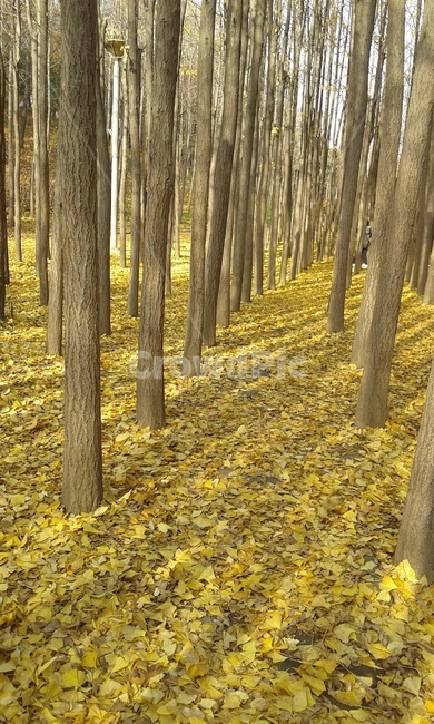 은행,은행나무,가을,은행나무길,은행나무숲,숲