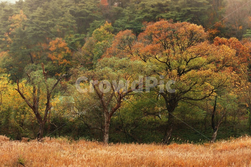 나무,식물,나무줄기,단풍,갈대,가을,계절,fall,autumn,season,tree,plant,tree trunk,나무 줄기