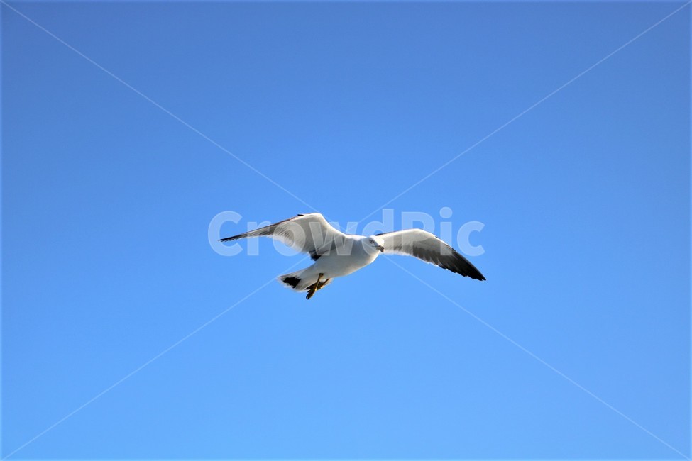 동물,bird,새,갈매기,seagull,동물,animal,조류,새,birds