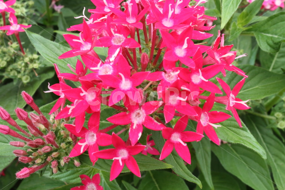 펜타스,pentaslanceolata,꽃,식물,펜타스란체올라타,식물,자연,plants,nature,꽃,flower