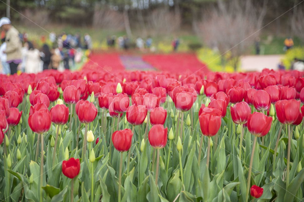 봄꽃,꽃,튤립,꽃밭,튤립축제,봄,계절,spring,season,식물,자연,plants,nature,꽃,flower,plant,blossom