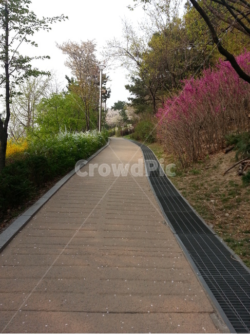 path,통로,walkway,산책로,박태기나무,길
