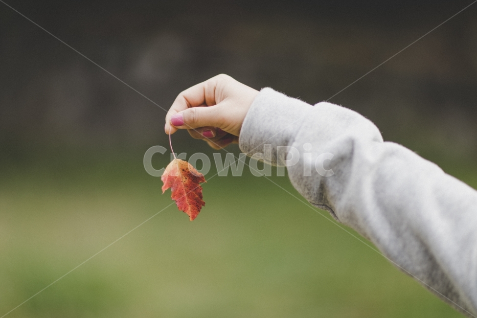 빨강,손,풍경,가을,낙엽,red,fall,autumn,leaves,landscape,hand,가을,계절,fall,autumn,season,사람,인물,인간,human,person,신체일부,몸,body,감성,sensible,feeling,leaf,잎,plant,식물