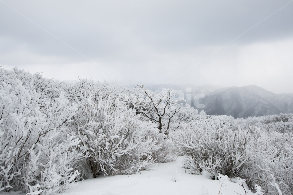 겨울,추위,정상,상고대,흰눈,겨울,계절,winter,season,자연,풍경,nature,landscape,한국자연풍경,한국자연경관,korea nature landscape,outdoors,옥외,blizzard,눈보라,storm,폭풍,snow,눈