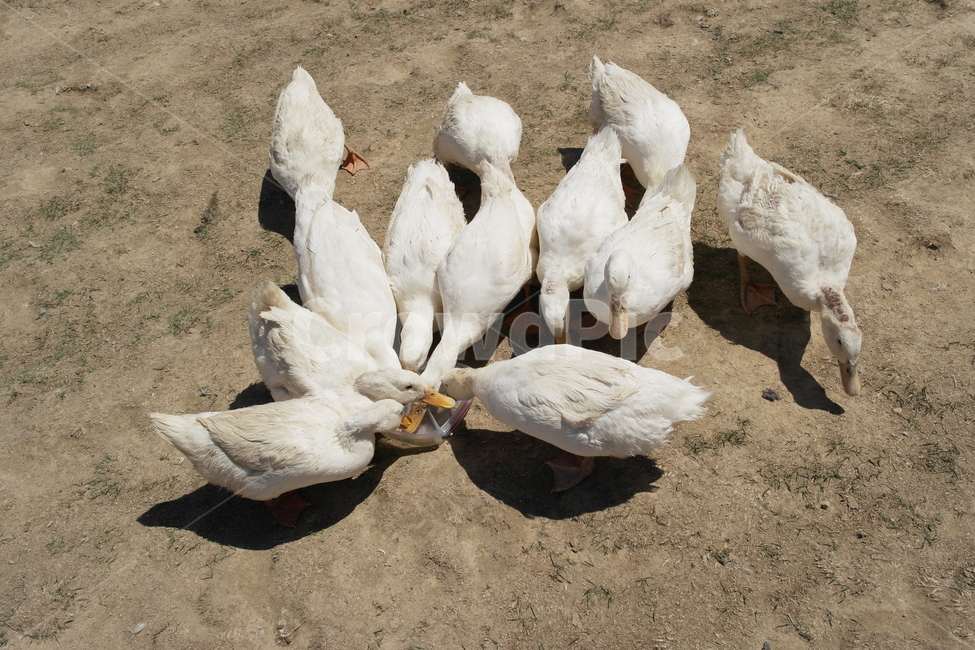 오리,농장,시골,자연,여름,동물,animal,조류,새,birds