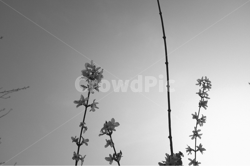 꽃,흑백,사진,분위기,스냅,봄,계절,spring,season,식물,자연,plants,nature,꽃,flower,흑백,모노톤,monochrome,black and white,plant,leaf,잎