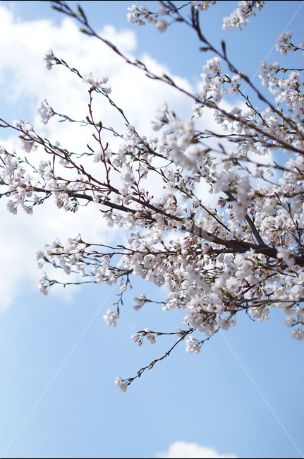 벗꽃,흰구름,4월,파랑하늘,하늘하늘,맑음,봄,계절,spring,season,식물,자연,plants,nature,꽃,flower,plant,blossom