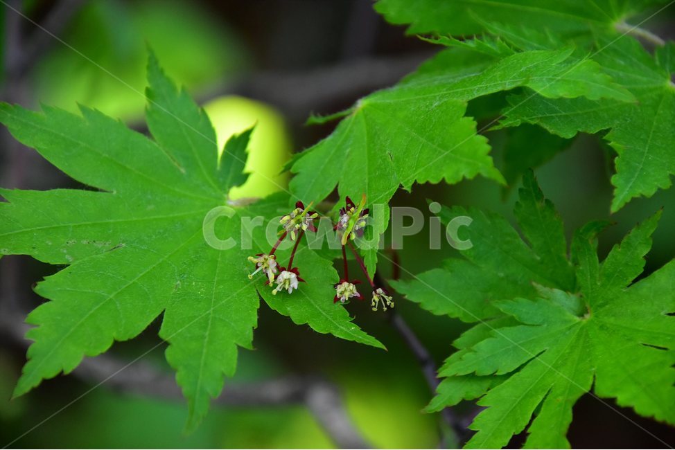 당단풍나무,야생화,꽃,식물,자연,생태,플라워,flower,plants,nature,식물,자연,plants,nature,꽃,flower