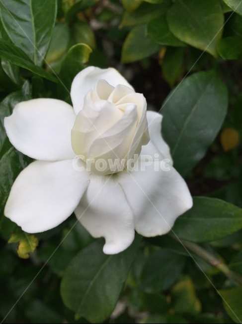 꽃,치자꽃,flower,gardénia,하얀색