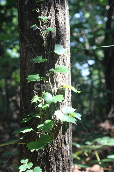 참나무,공생,담쟁이,green,숲속,나무,trees,wood