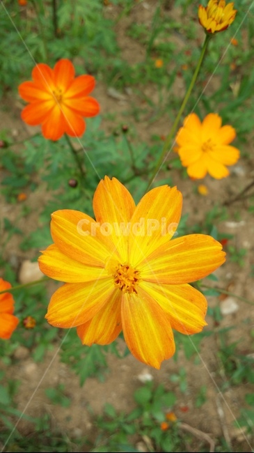 plant,식물,flower,꽃,코스모스,식물,자연,plants,nature,꽃,flower