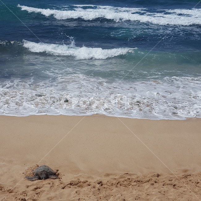 바다,파도,해변,하와이,모래,sea,ocean,sand,hawaii,surf