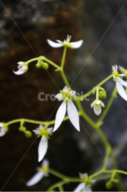 바위취,꽃,식물,flower,plant,식물,자연,plants,nature,꽃,flower