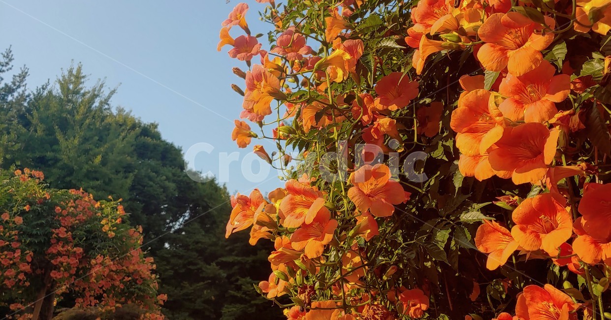 능소화,그리움,주황색,잎,식물,나무,tree,leaf,plant,주황,orange