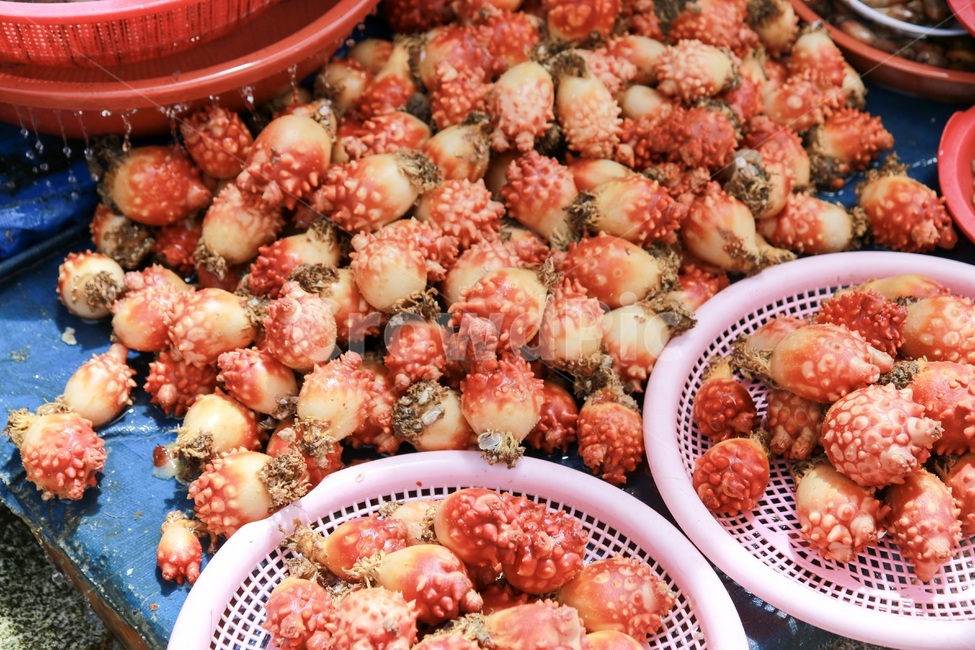 부산,부산여행,자갈치시장,해산물,멍게,어촌,어촌마을,어시장,부산사진,부산이미지,시장,시장,마트,마켓,market,mart,market place,수산물,해산물,fishery products,seafood