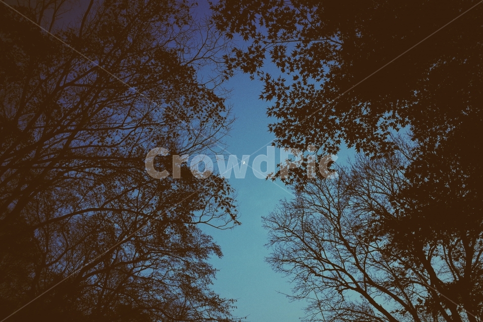 달사진,자연사진,풍경사진,리코gr2,밤,겨울밤,나무,자연,풍경,nature,landscape,야경,밤,nightscape,night,감성,sensible,feeling,outdoors,옥외