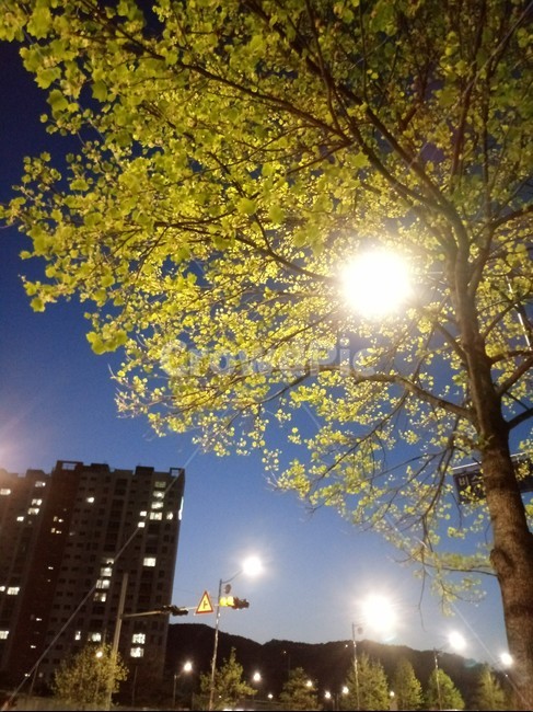 밤,가로등,나무,도시,공존