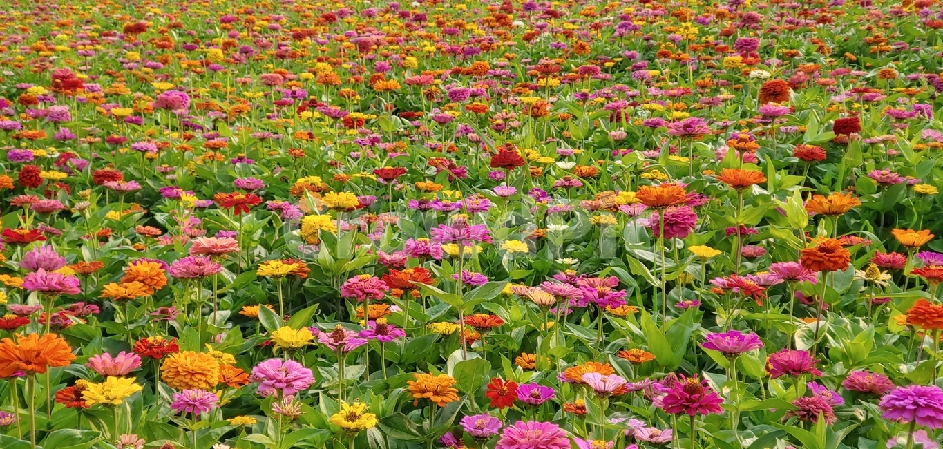 자연,꽃,풍경,감성사진,사물,백일홍