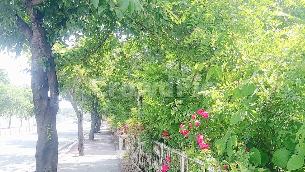풍경,나무,길,꽃,아침