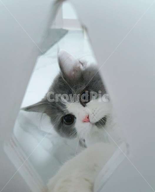 고양이,cat,pet,kitten,이쁜짓,심쿵,애완동물,애완묘,animal,동물