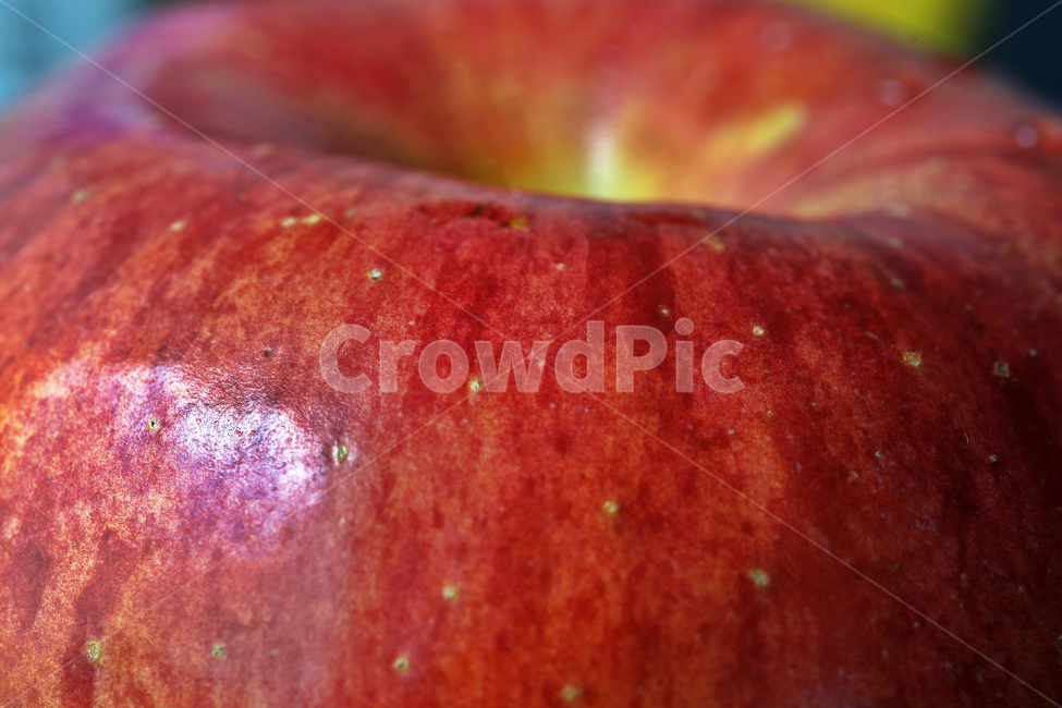 사과,과일,열매,식물,apple,fruit,음식,부사,빨간사과,과일,열매,fruit