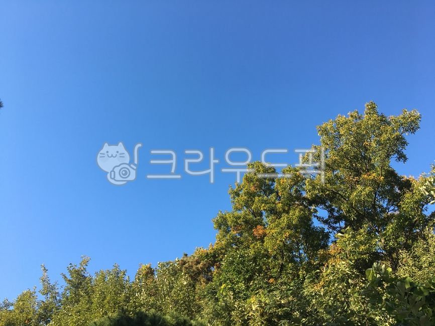 sky,blue sky,green,nature,vegetation,summer