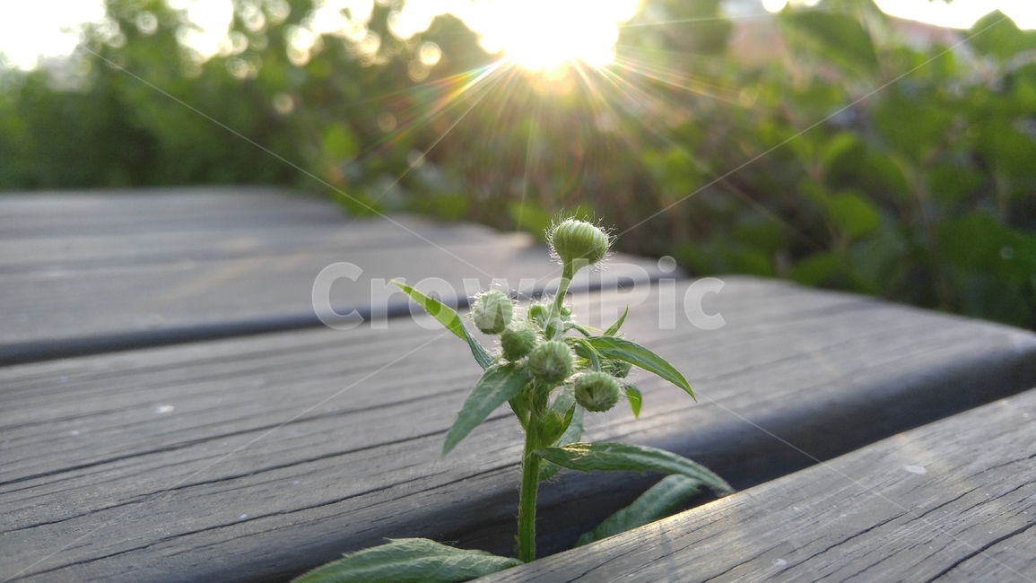 개망초,꽃,풀,식물,녹색,회색,햇살,배경,감성,계절,공원테이블,flower,grass,flants,green,gray,sunbeam,background,emotional,season,aparktable
