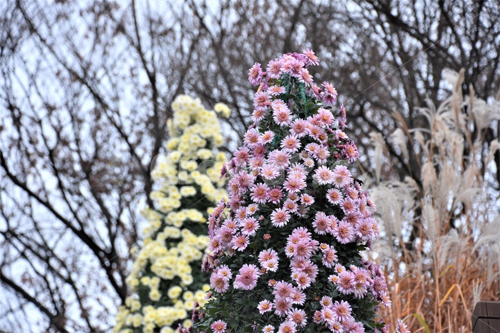 가을,자연,국화,꽃,식물,식물,자연,plants,nature,꽃,flower